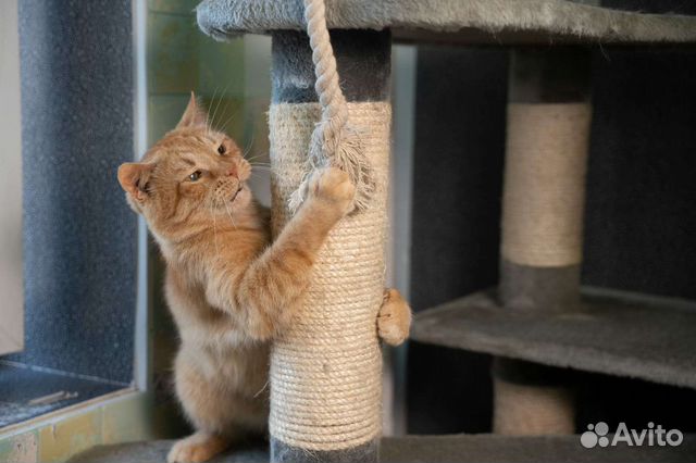 Помогу найти пушистика