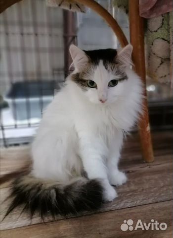 Кошка Муся ищет дом