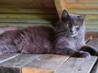 Кот порода Норвежская лесная в добрые руки объявление продам