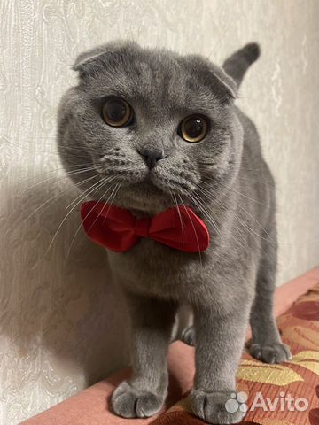 Британец для случки