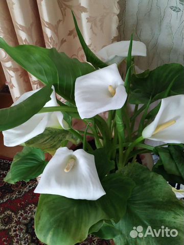 Эфиопская калла белая,есть цветущая в наличии