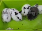 Кролики декоротивные объявление продам