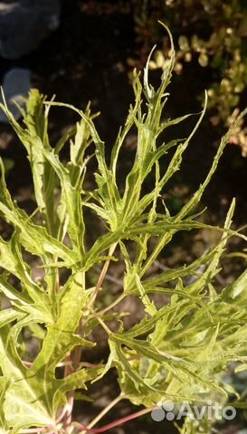 Клен,карликовый вяз,ирисы,родиола линейнолистная