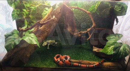 Террариум для рептилий