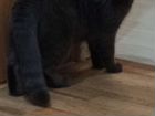 Шотландские вислоухие котята серые объявление продам