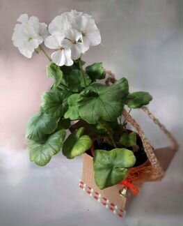 Цветущие подарки в дизайнерской упаковке