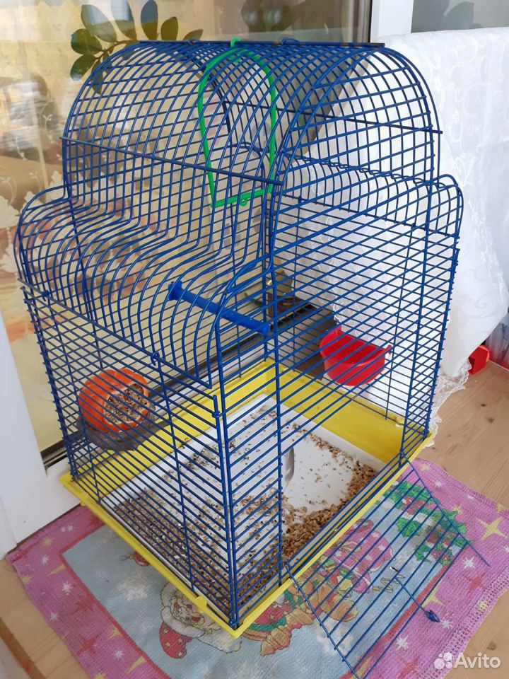 Parrot
