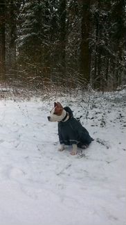 Одежда для собак