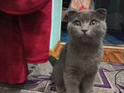 Британский кот бесплатно объявление продам