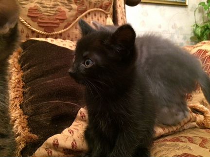 Котенок