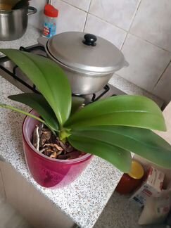 Орхидея фаленопсис