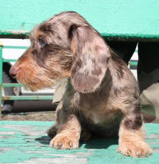 Вязка кроличьей жёсткошерстной таксы