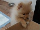 Померанский шпиц мини щенок объявление продам