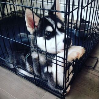 Клетка для собак