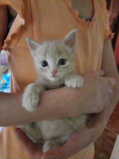 Кошка метис сиамского кота