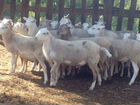 Катумские овцы