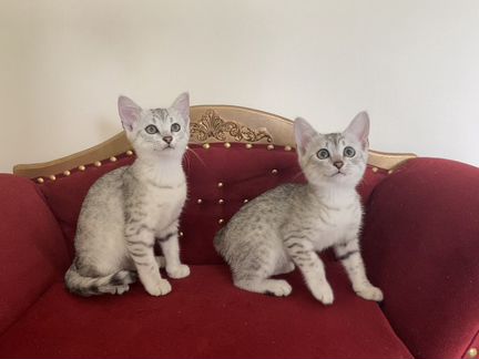 Египетская мау котята Аглая и Арчи