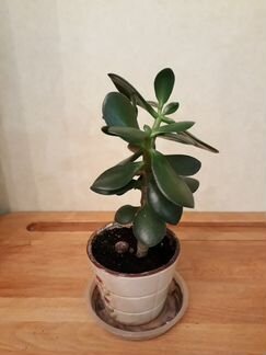 Толстянка/ Денежное (семейное) дерево