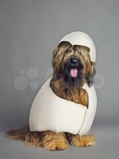 Бриар- Французская собака