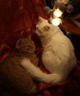 Поиски кошачьего счастья