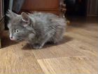 Котенок сибирской кошки