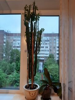 Молочай кактус