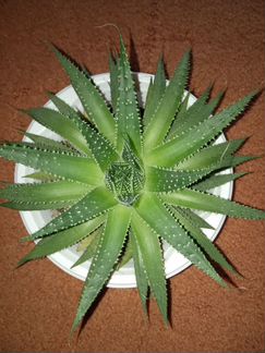 Хавортия Диаметр-18 см