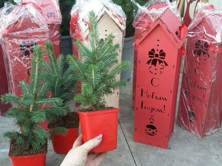 Ель голубая в домике