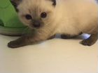 Тайский котенок (девочка) объявление продам