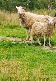 Овца и Баран - фотография № 3