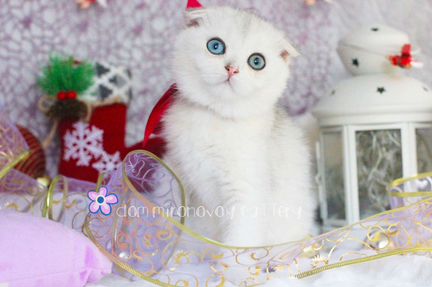 Удивительная серебристая шиншилла