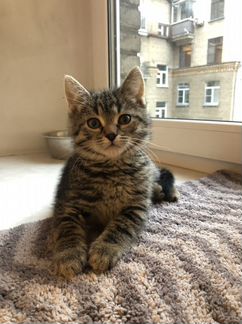 Котёнок Степа 2 месяца в добрые руки