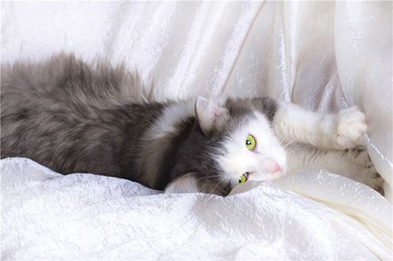 Молодой котик Федот ищет дом)
