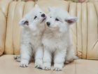 Высококлассные щенки швейцарской овчарки объявление продам