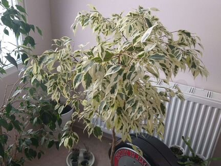 Цветы Фикус