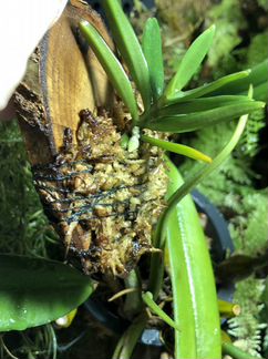 Орхидея Asco. Pusillum