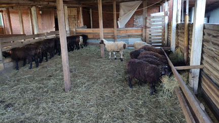 Овцы, бараны, ягнята и козы - фотография № 3