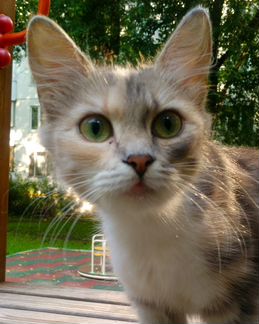 Пушинка ищет Дом