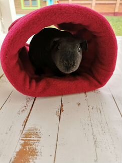 Морские свинки, аксессуары для грызунов