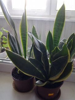 Комнатные цветы