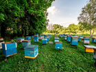 Пчелосемьи с ульями объявление продам