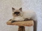 Персидские кошка объявление продам