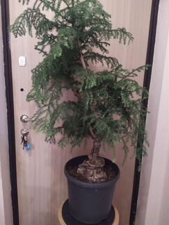 Хвойный бонсай араукария 110-120 см