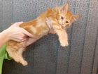 Чистокровные котята мейн-кун объявление продам