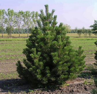 Сосна Русская 214-215см