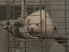 Крыса с клеткой объявление продам