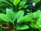 Анубиас. аквариумное растение