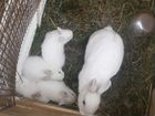 Кролик декоративный белый крольчата
