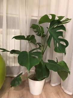 Монстера 80 см