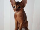 Абиссинская котенок, девочка, с документами, 3 мес объявление продам